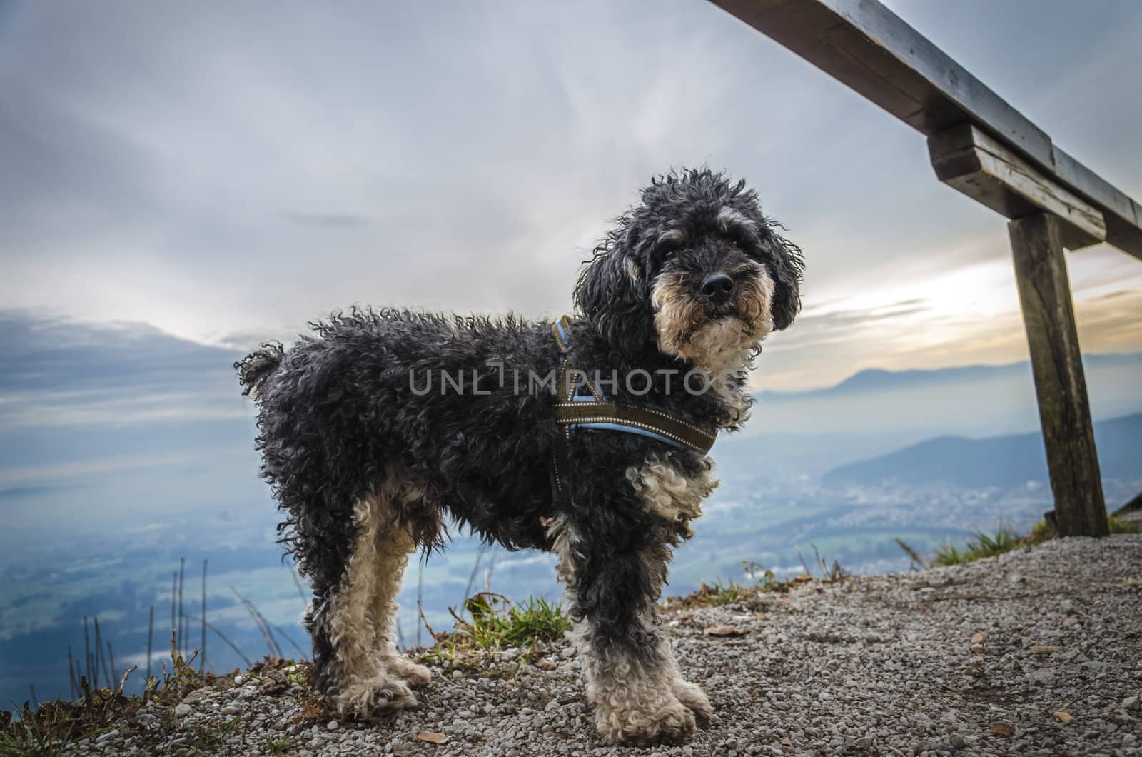 Small dog on top of hill with panoramic background