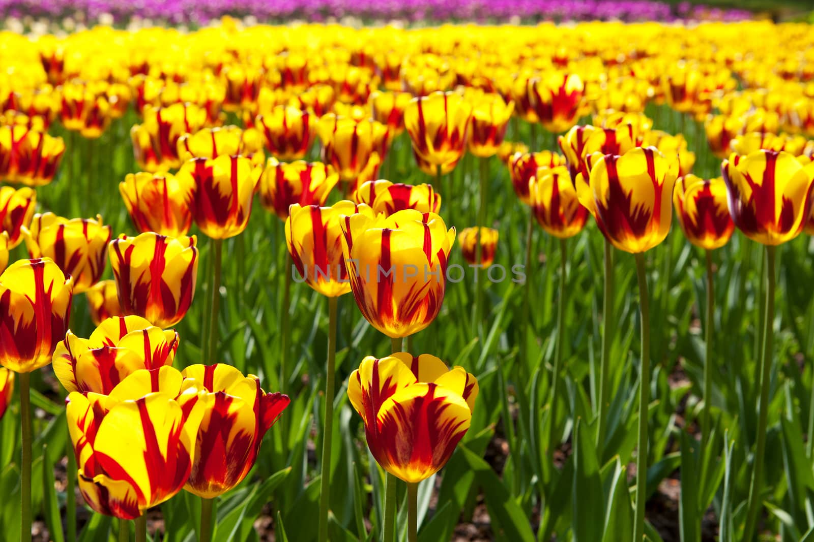 Dutch bulb field with colorful tulips in closeup
