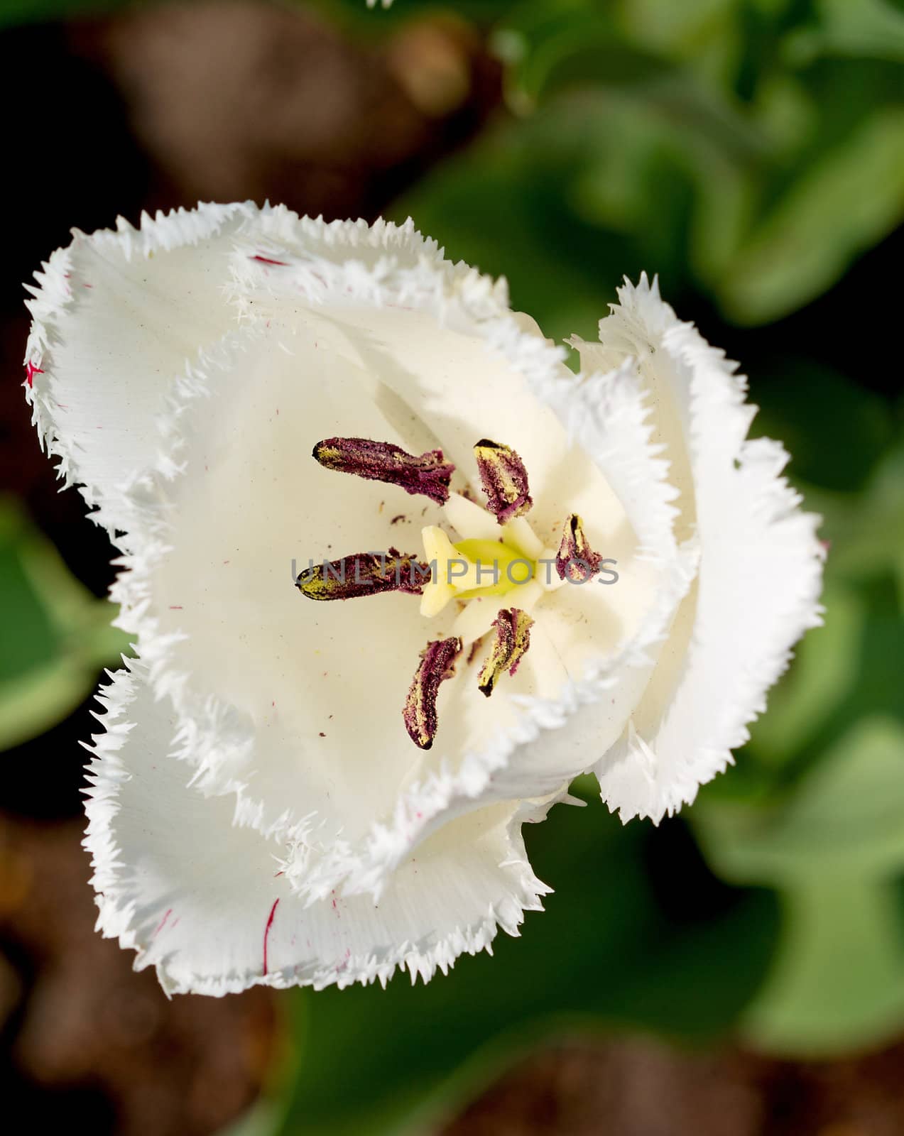 flower head of Beautiful Dutch white tulip in closeup