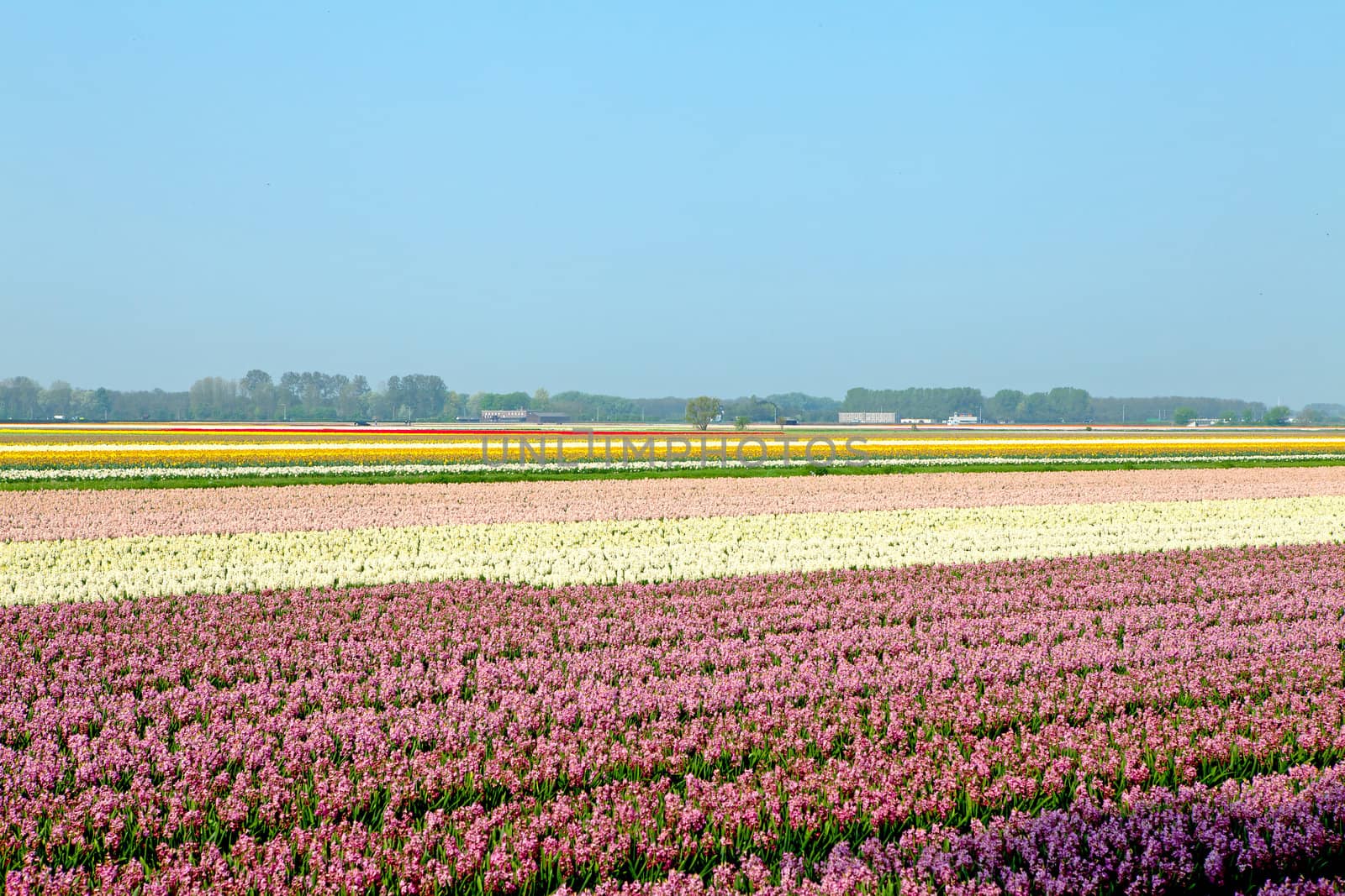 Dutch bulb field of pink and colorful hyacinths 
