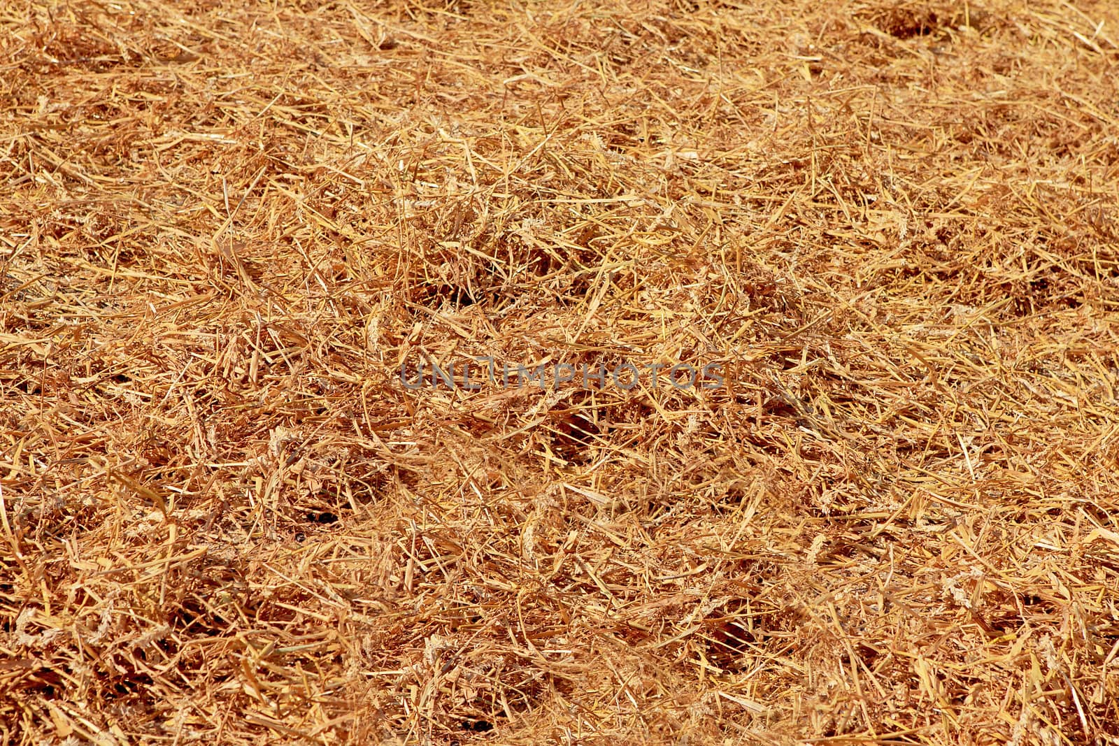 Empty golden bed of straw in closeup