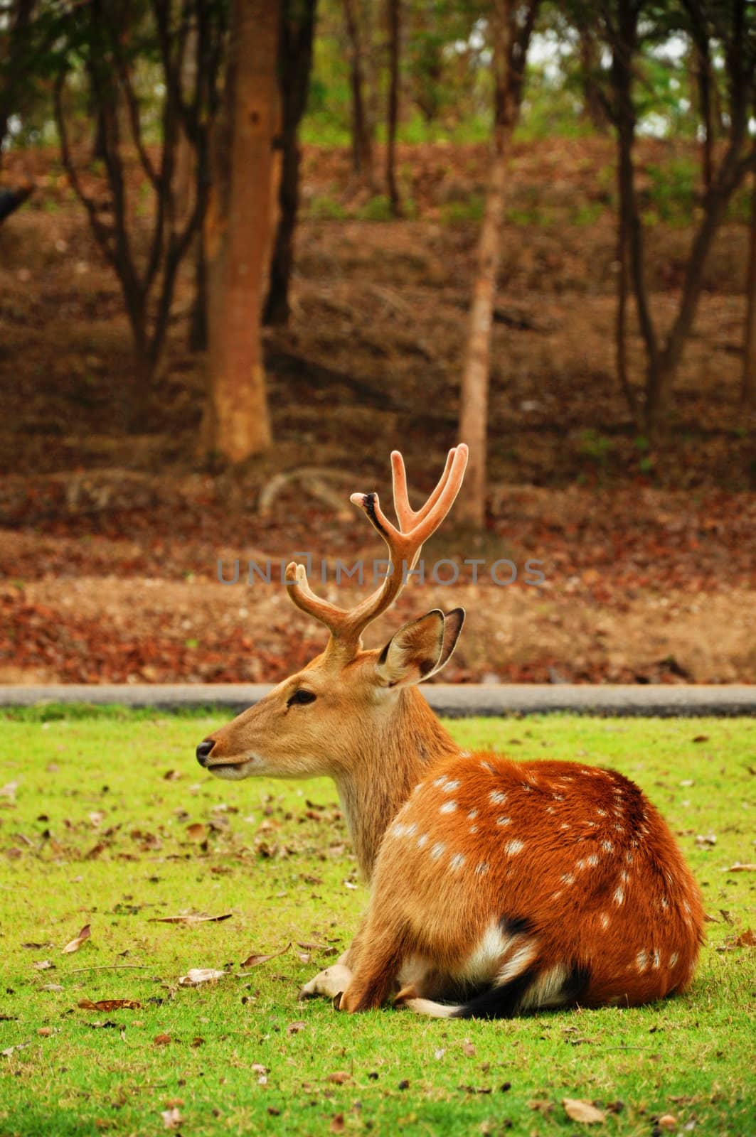 The sika deer by MaZiKab