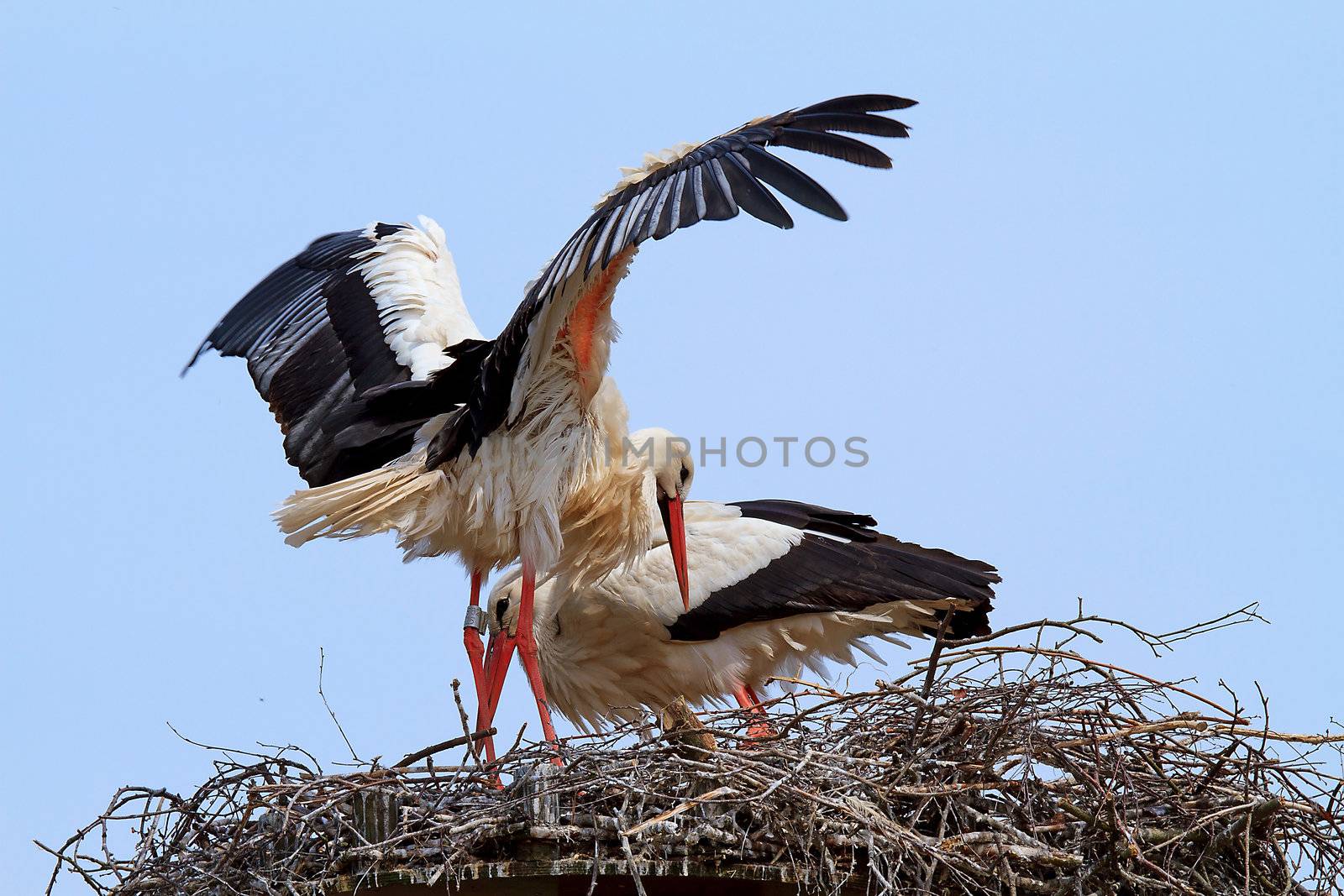 Stork in its nest by sannie32
