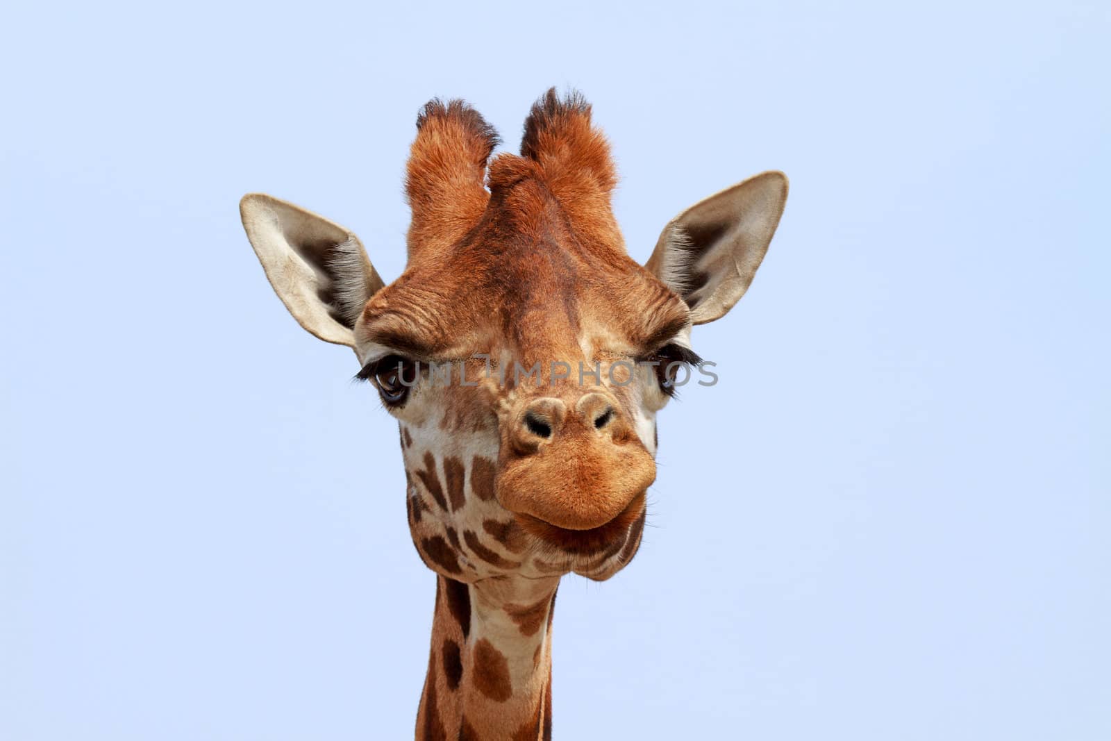 Giraffe looking into camera over blue sky