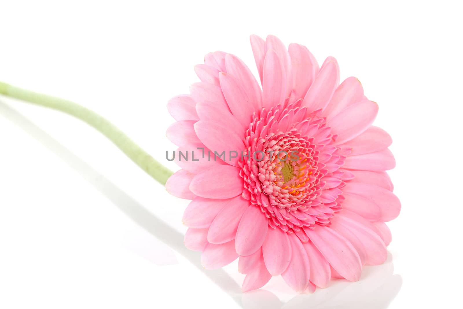 One beautiful pink Gerber flower over white background