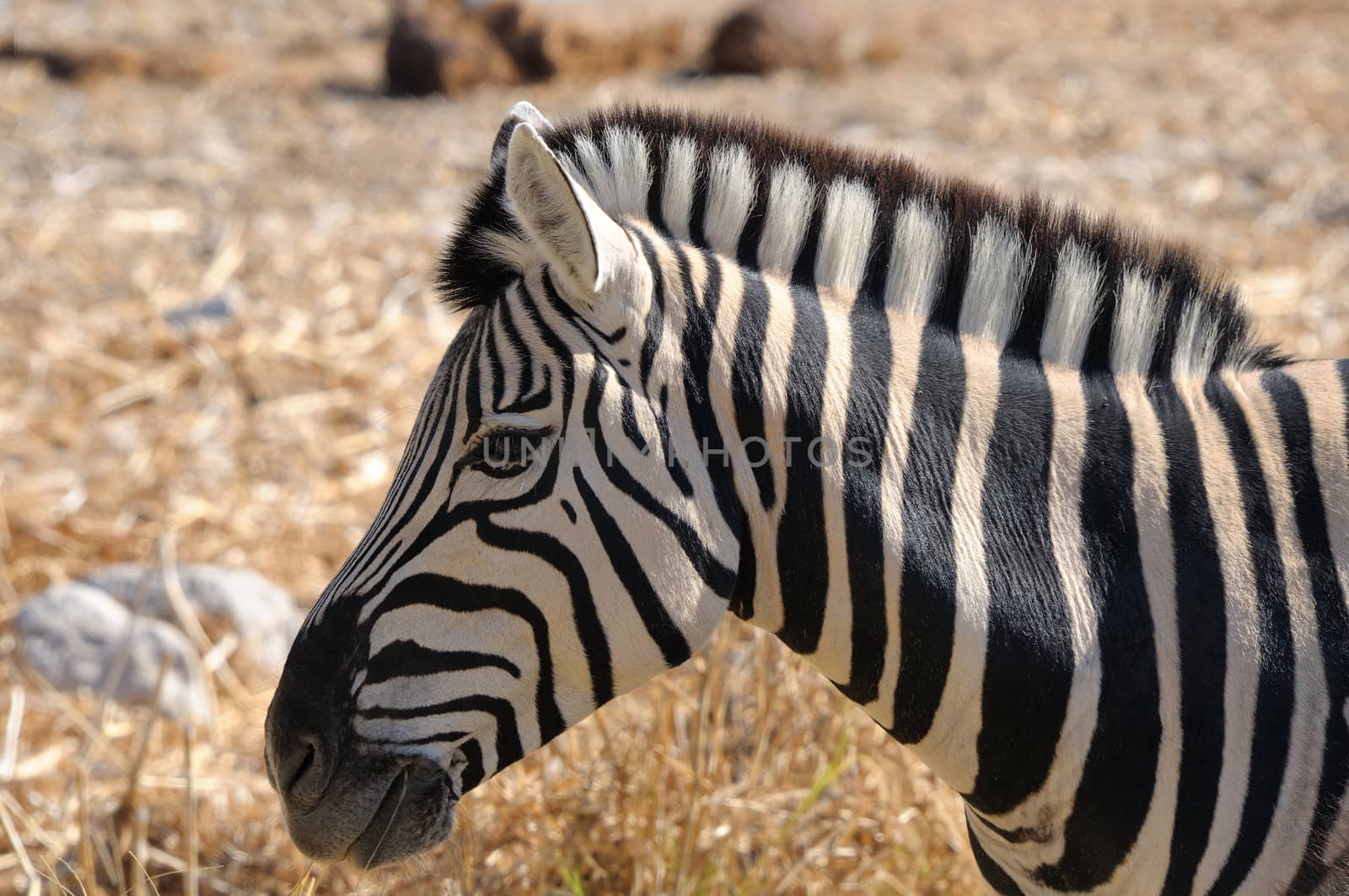 Lonely Zebra in Etosha National Park, Namibia