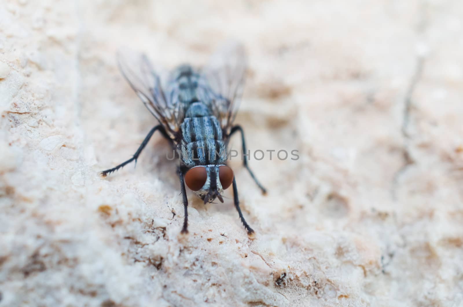 Hairy house fly sitting on the stone