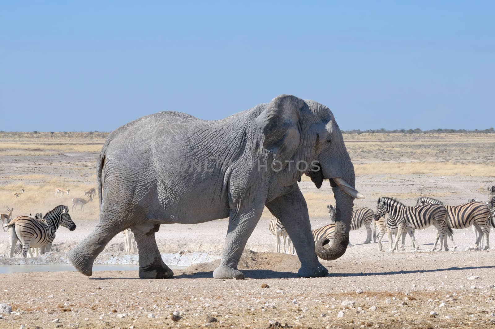 Elephant walking in the Etosha National Park, Namibia