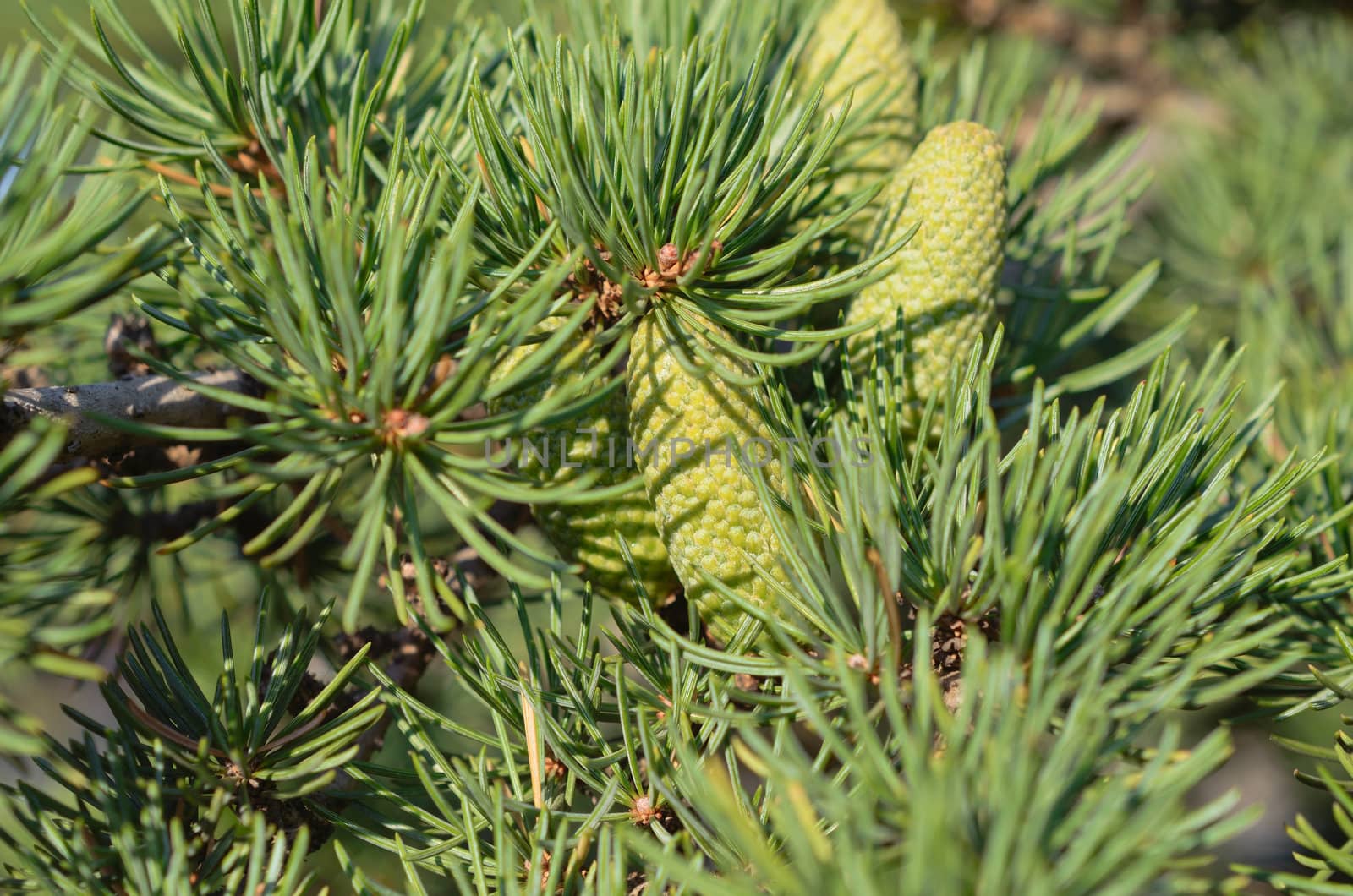 Branch of a pine with  small cones