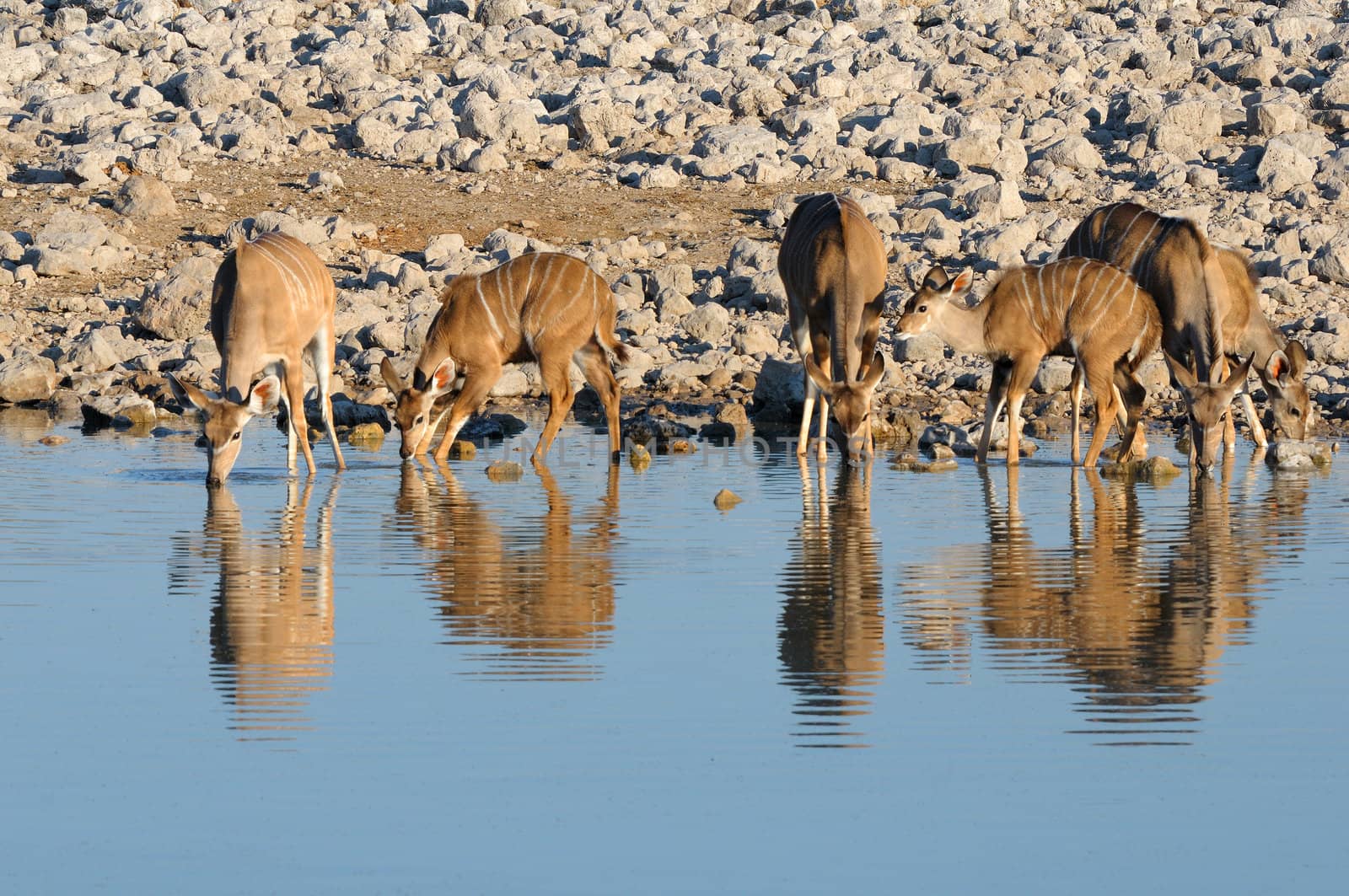 Greater Kudu cow and calves drinking water at Okaukeujo in the Etosha National Park of Namibia