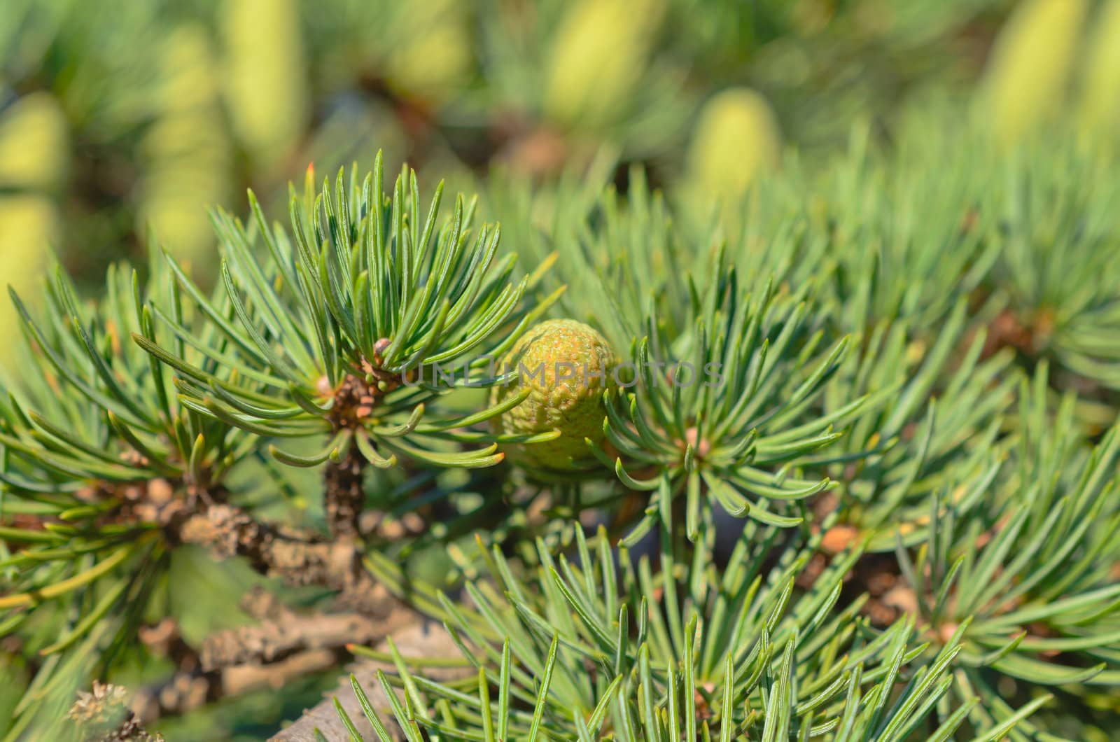 Branch of a pine with  small cones