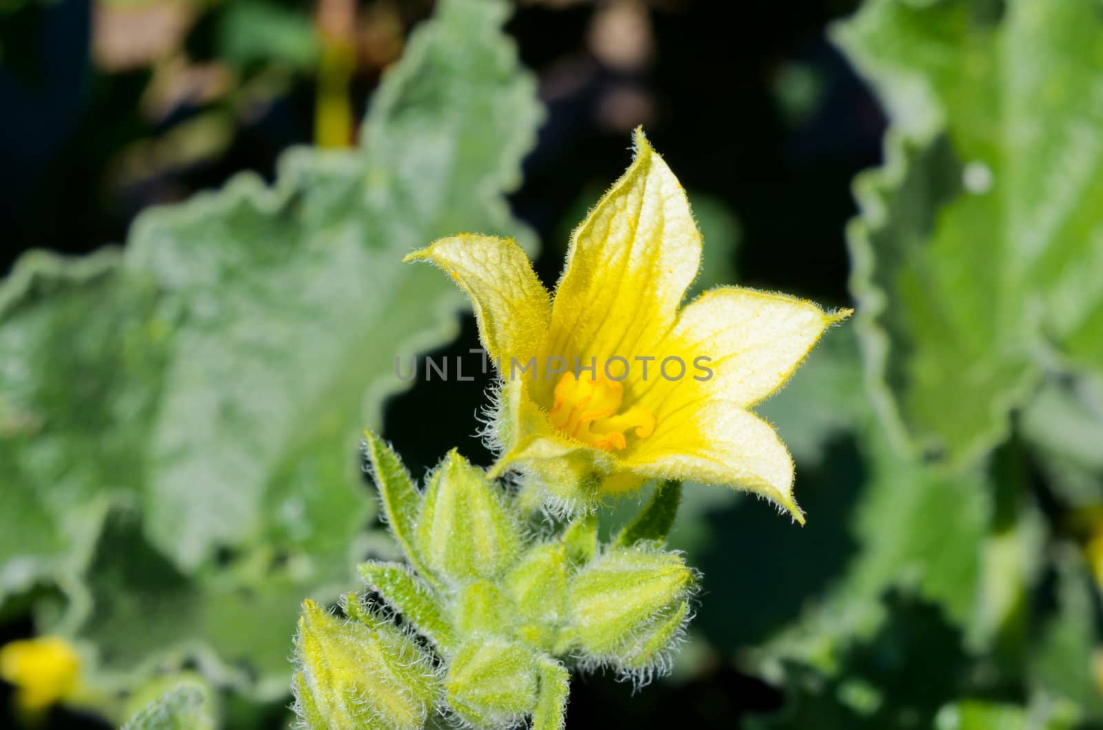 Yellow flower of wild cucumber by Rinitka