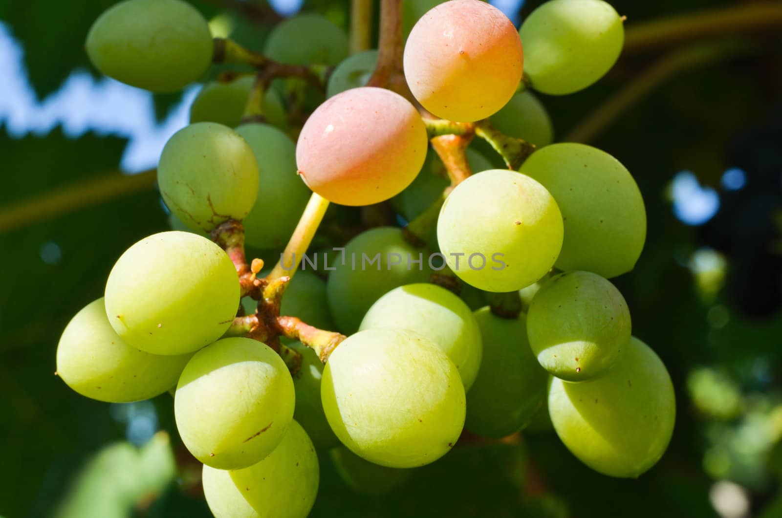 Grapes in vineyard by Rinitka