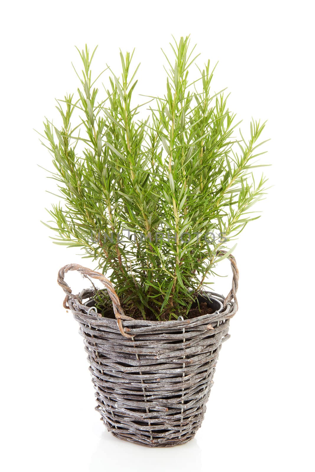 Fresh rosemary in cane basket over white background