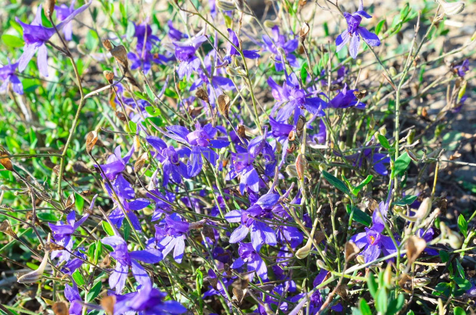 Purple flowers in the field in summer