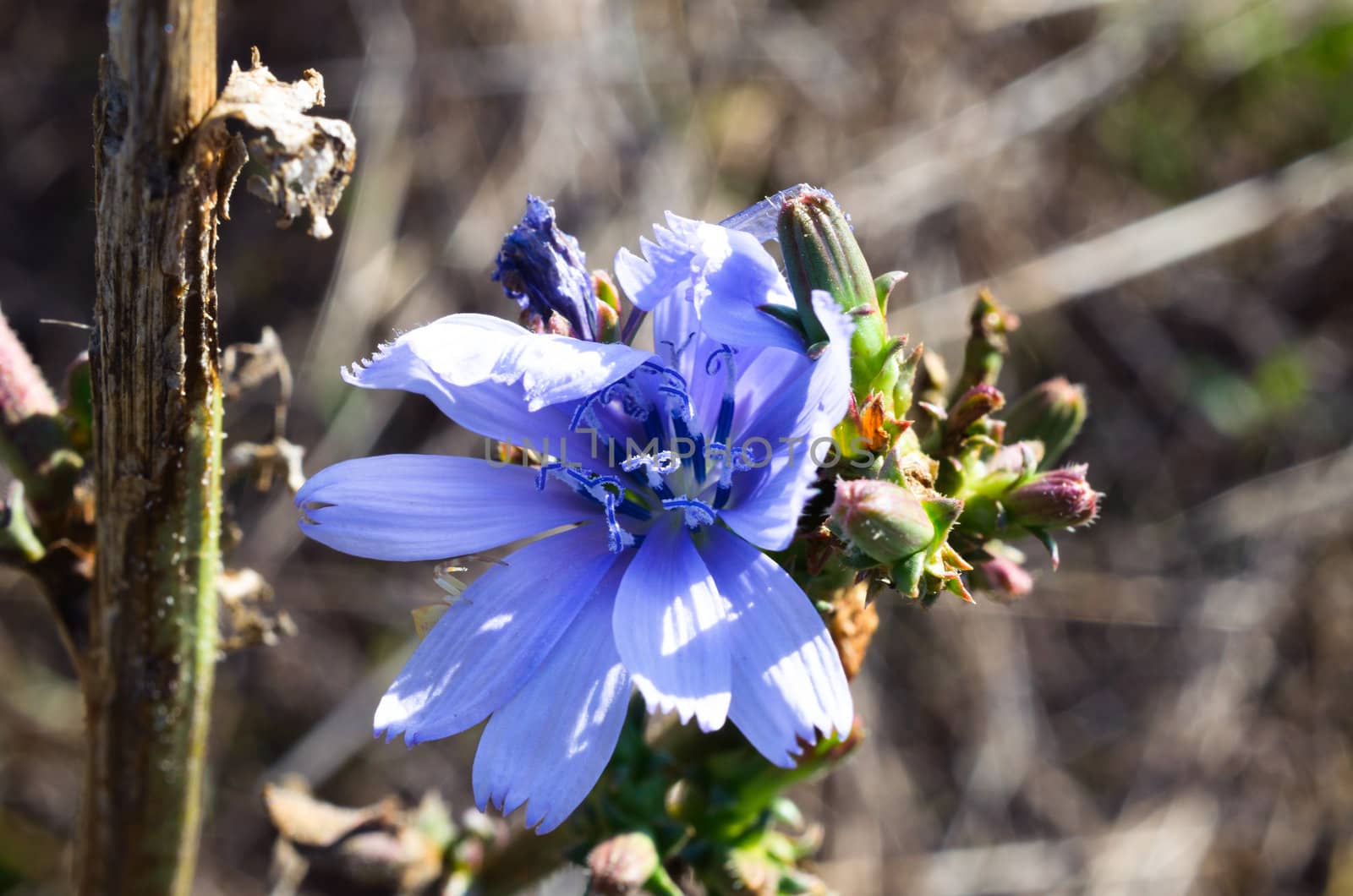 Purple flowers in the field by Rinitka