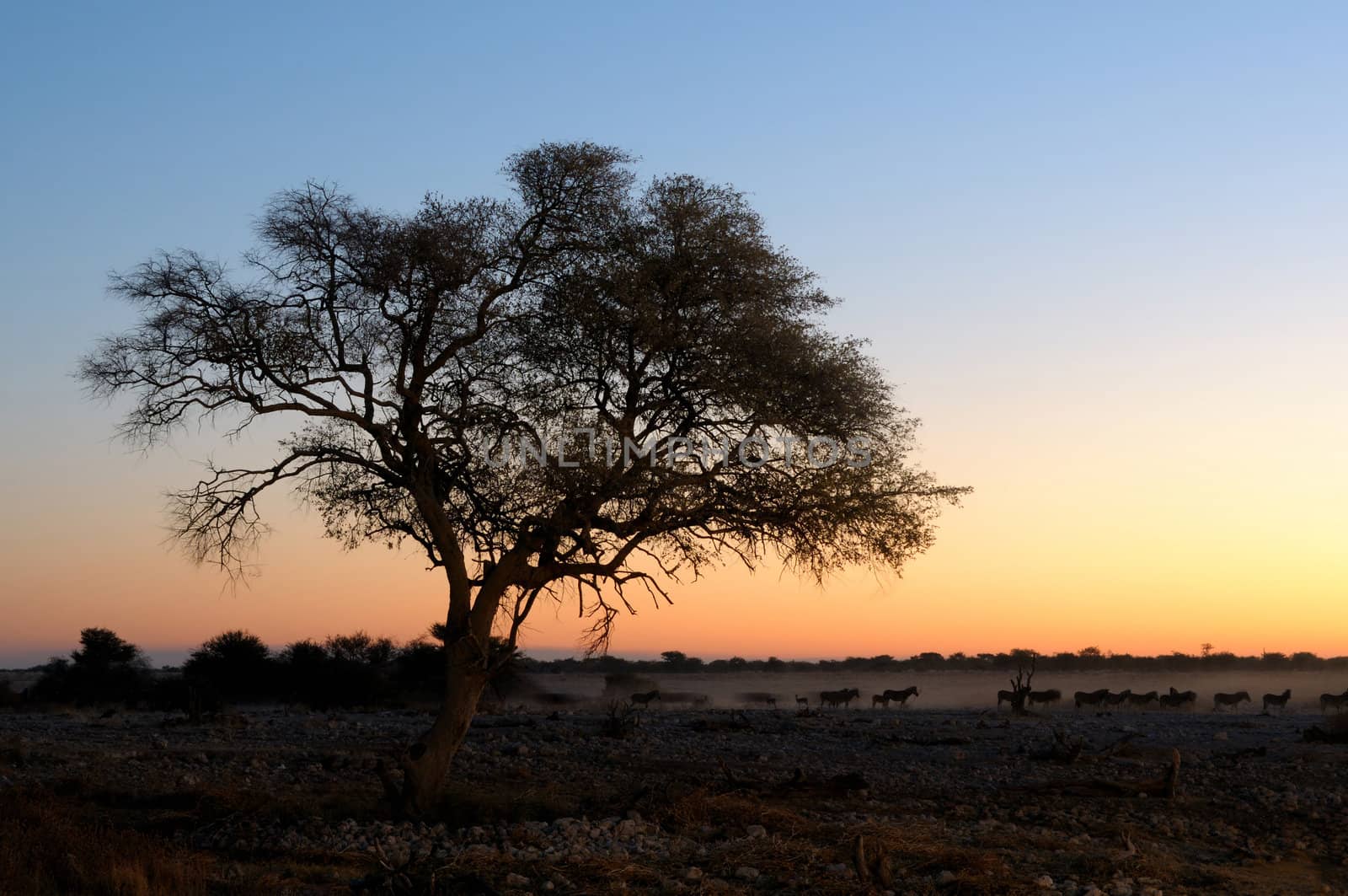 Sunset view of the waterhole, Okaukeujo Rest Camp,  Etosha National Park, Namibia