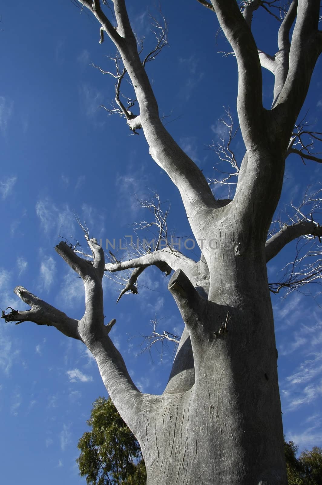 Tree and branches against the blue sky