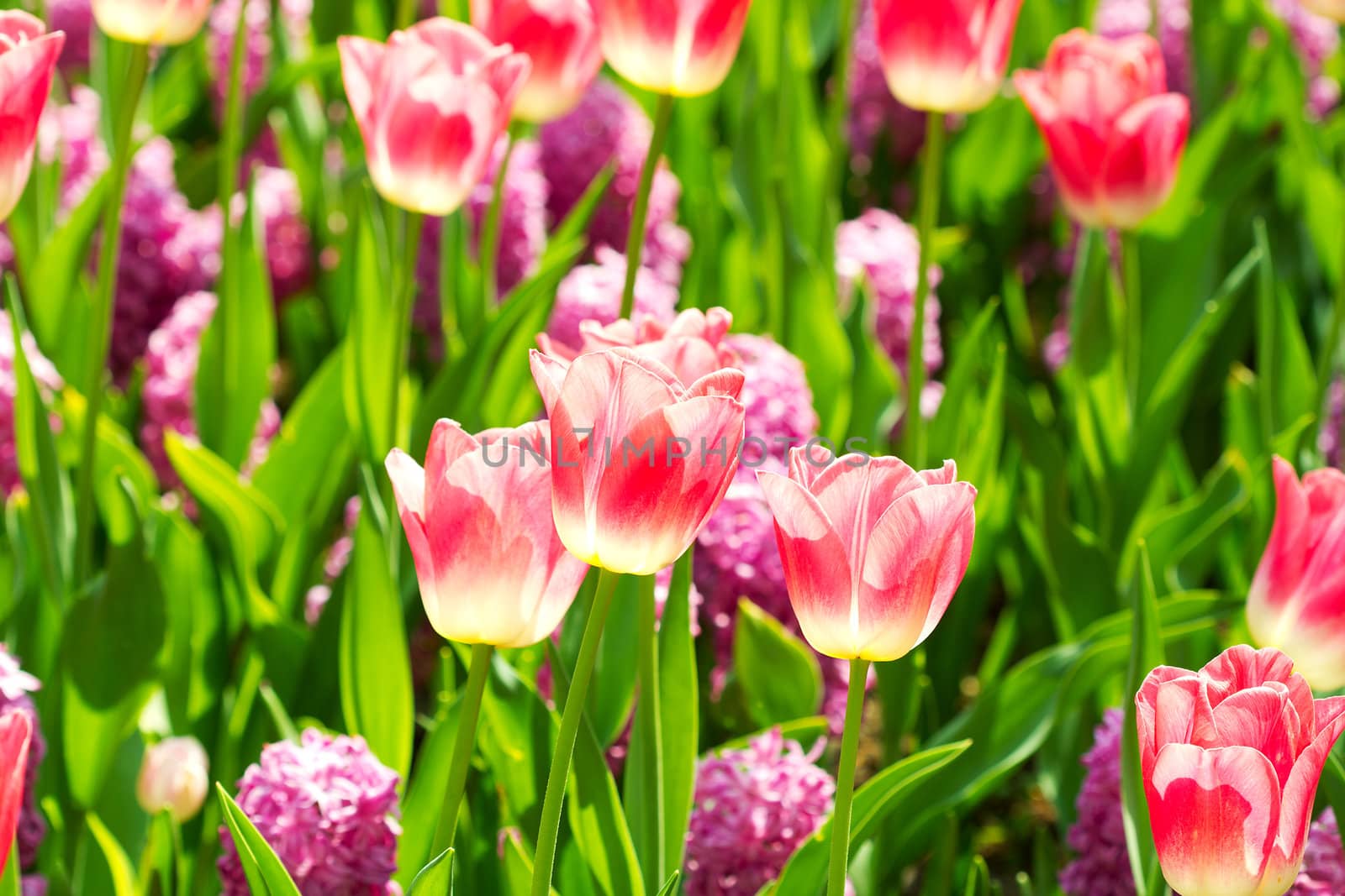 Beautiful pink Dutch tulip flowers in closeup