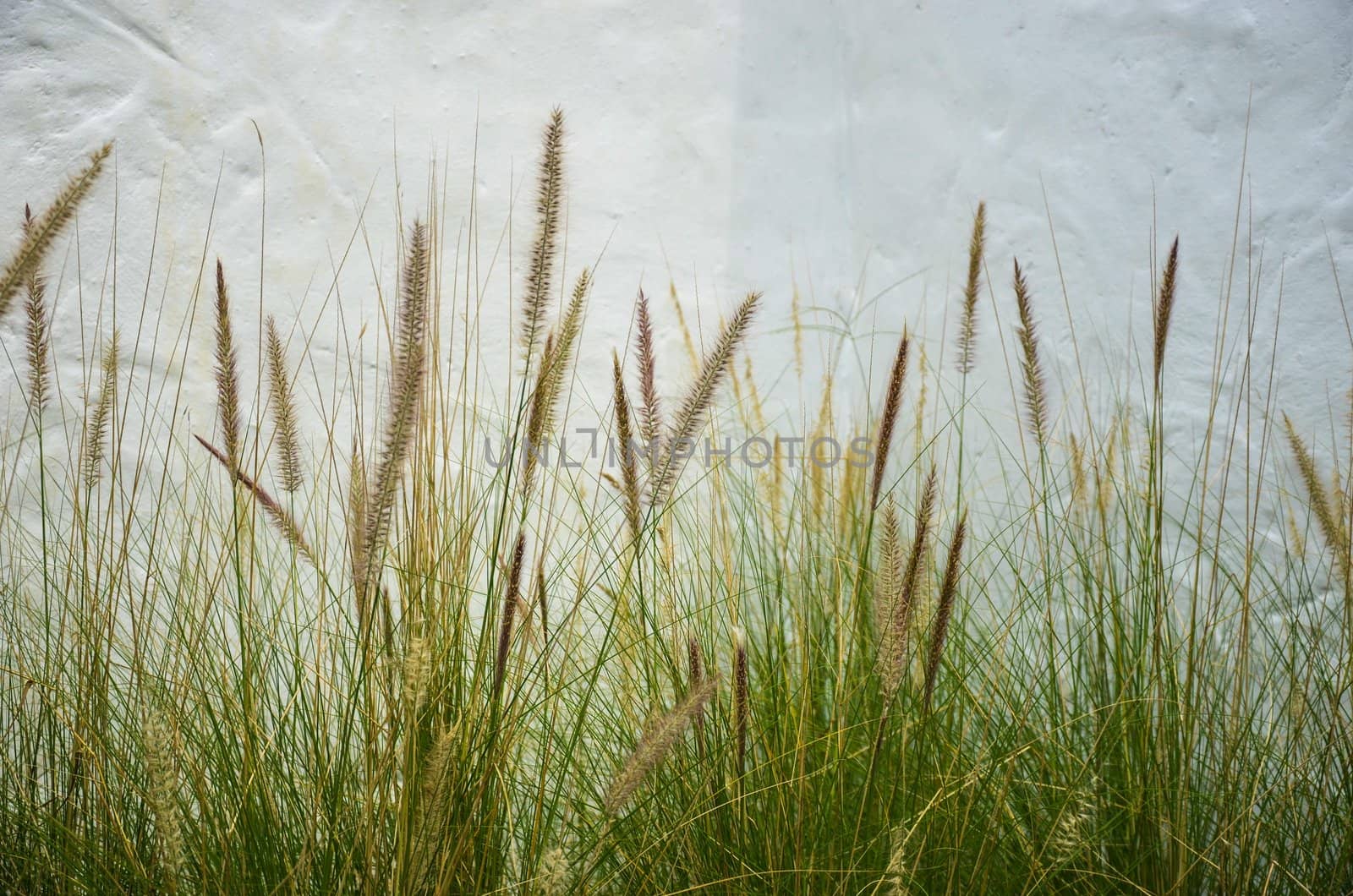 Grass on white background.
