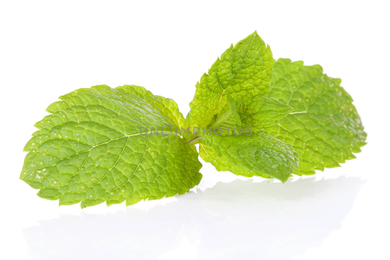 Fresh mint leaf in closeup over white background