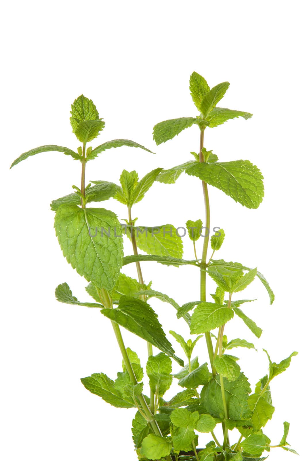 Fresh mint plant in closeup over white background