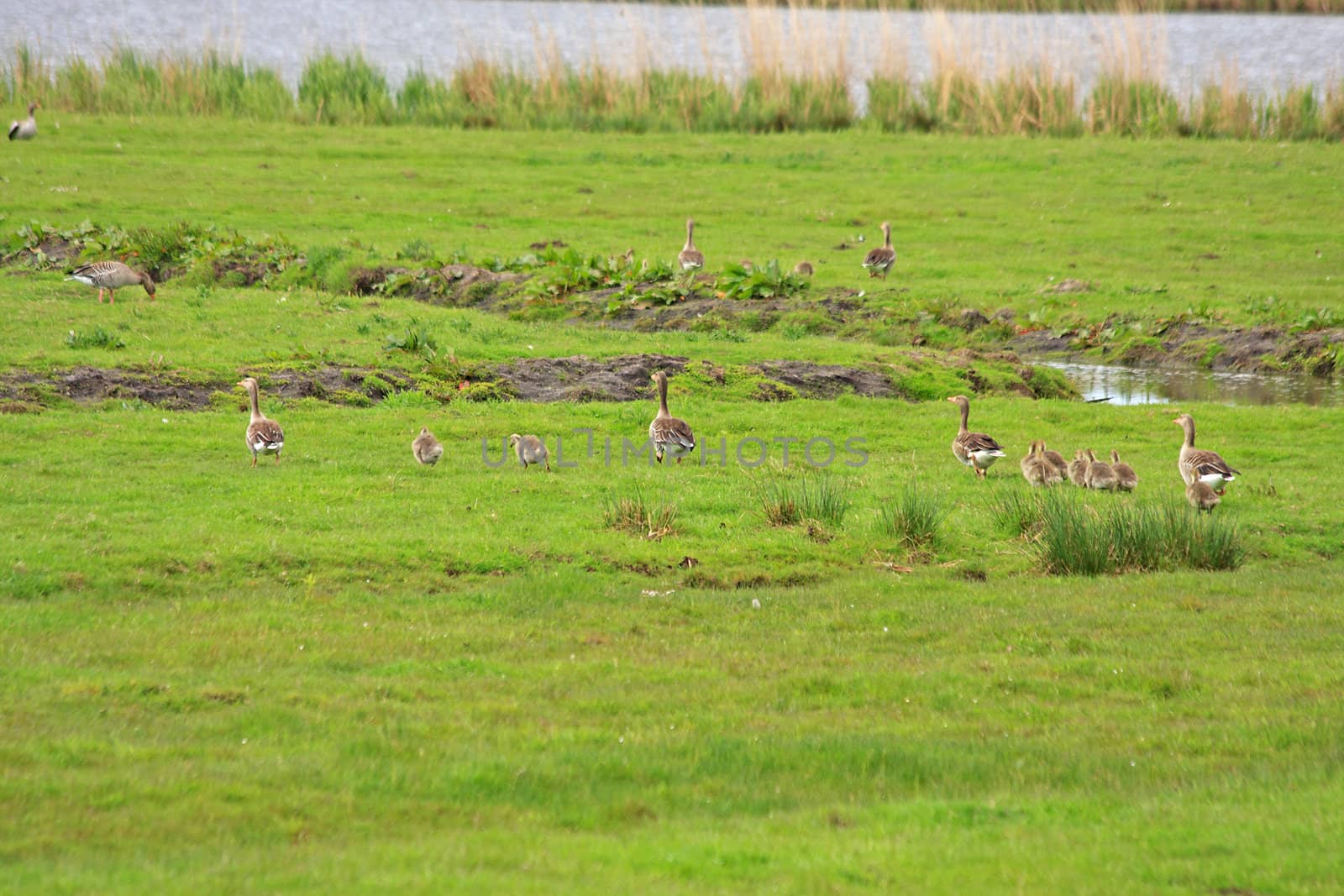 couple of geese on field with chicks