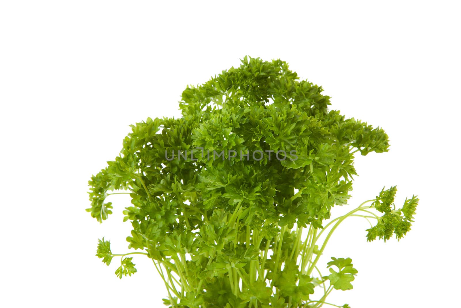 Plant of fresh parsley in closeup over white background