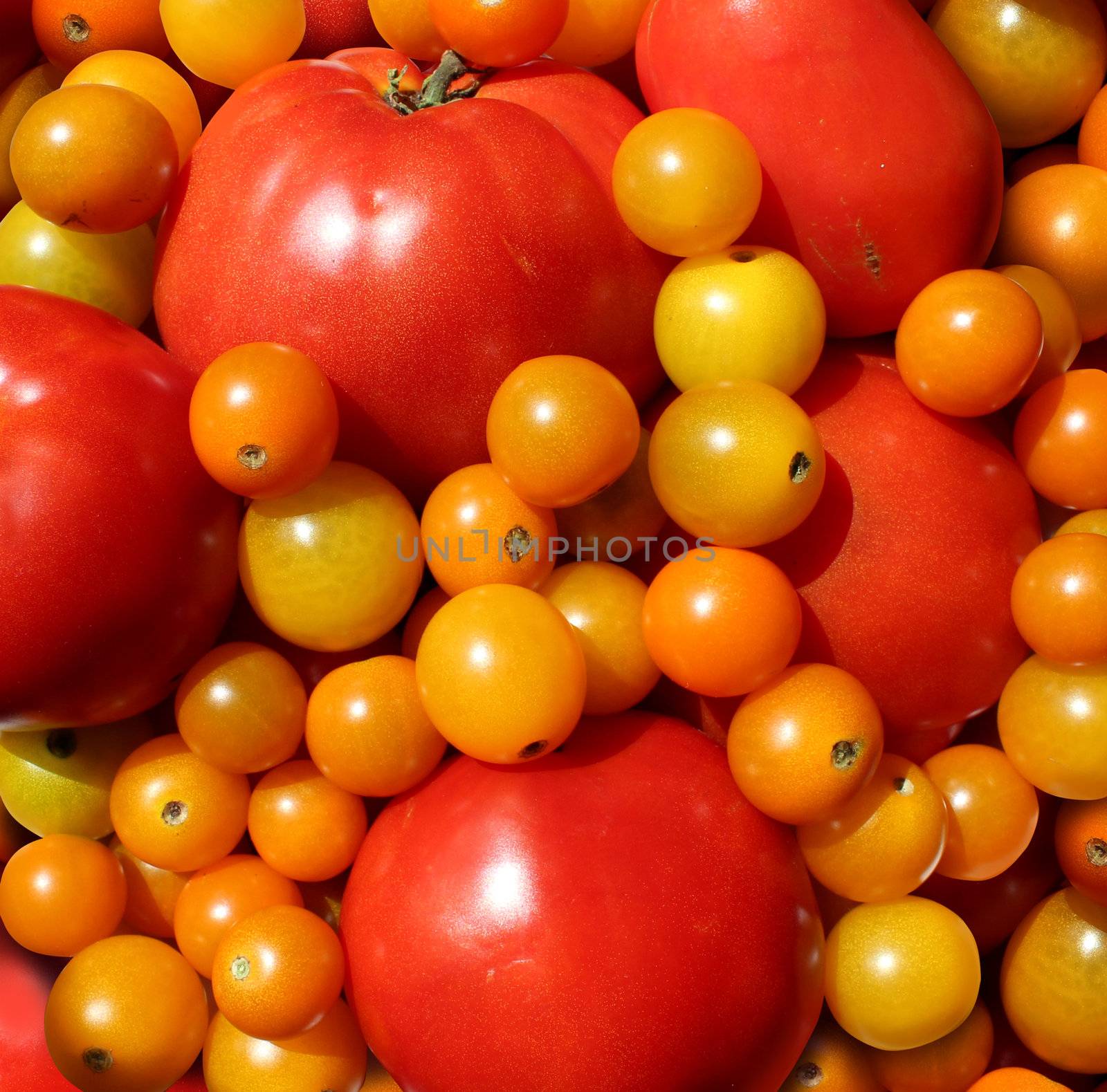 Tomato wallpaper with a heap of juicy natural mixed red and golden organic tomatoes representing the concept of eating delicious healthy food of fresh fruits and vegetables.