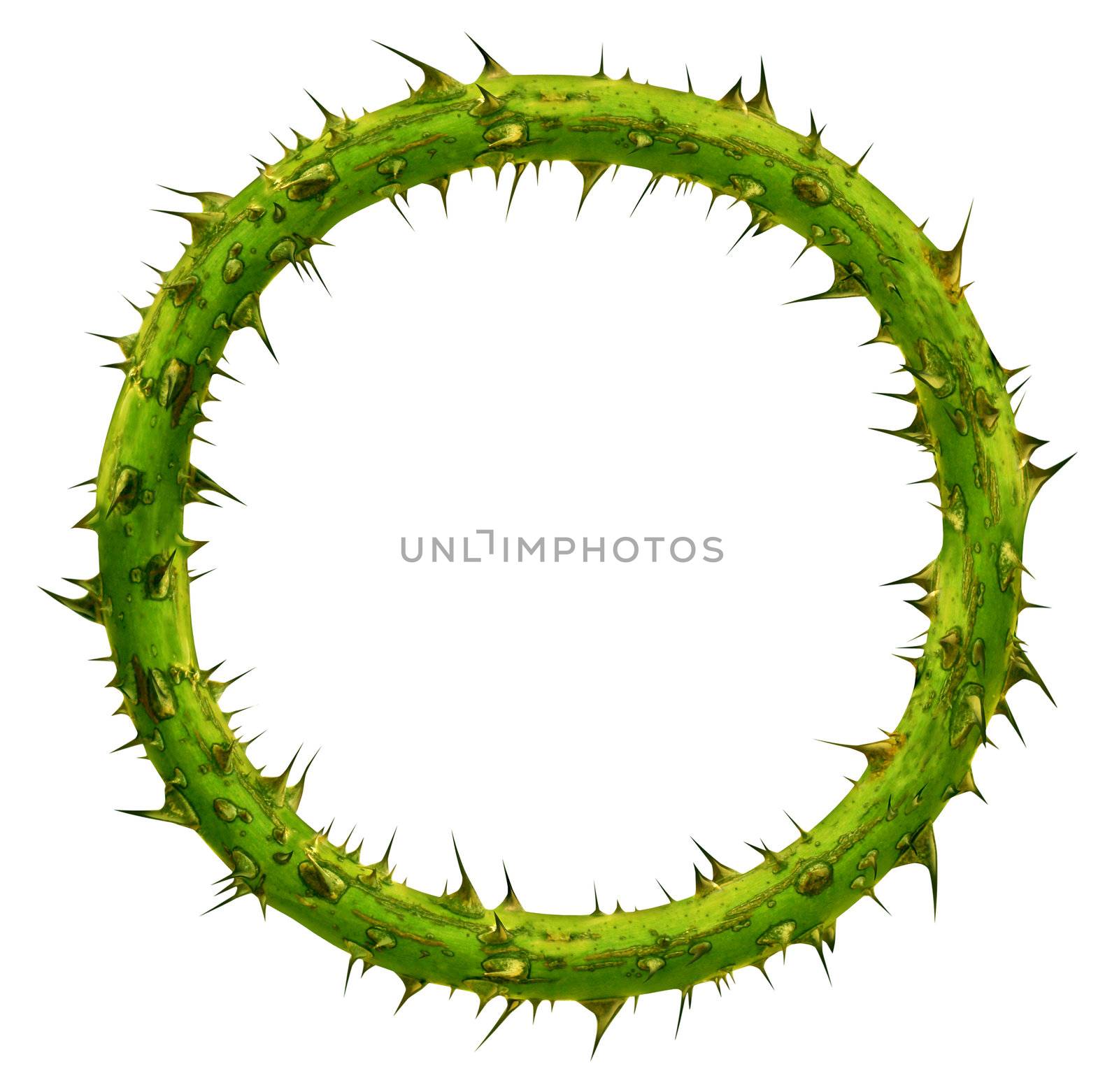 Crown of thorns as a circular plant branch frame with a blank area with pointy needles as a symbol of sacrifice and courage isolated on a white background.