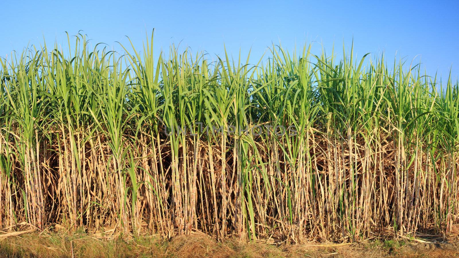 sugarcane plantation by photosoup