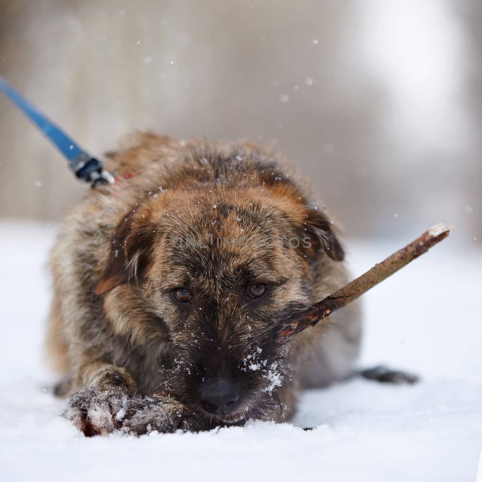 The shaggy mongrel gnaws a stick. Dog on snow.