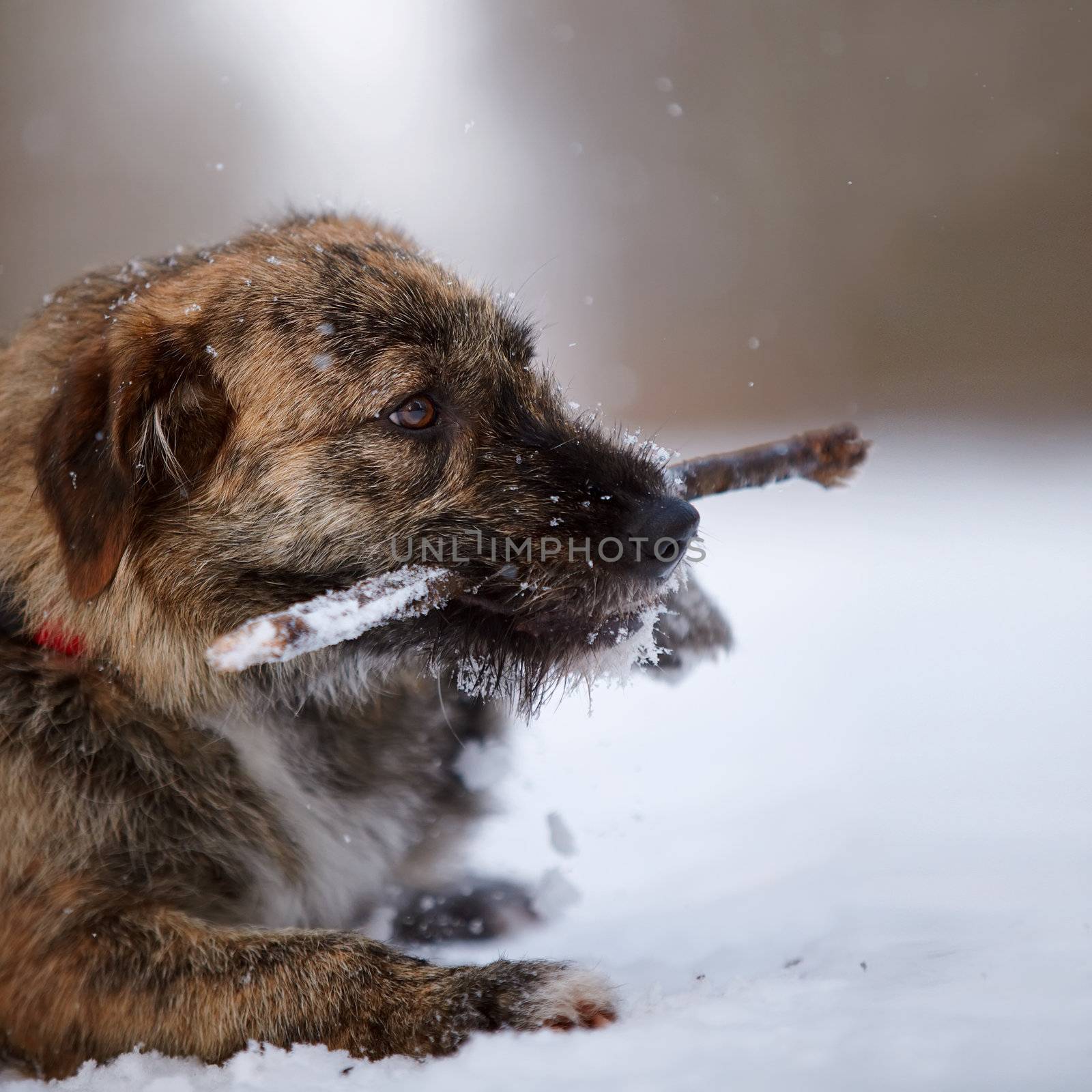 Portrait of a shaggy dog gnawing a stick by Azaliya