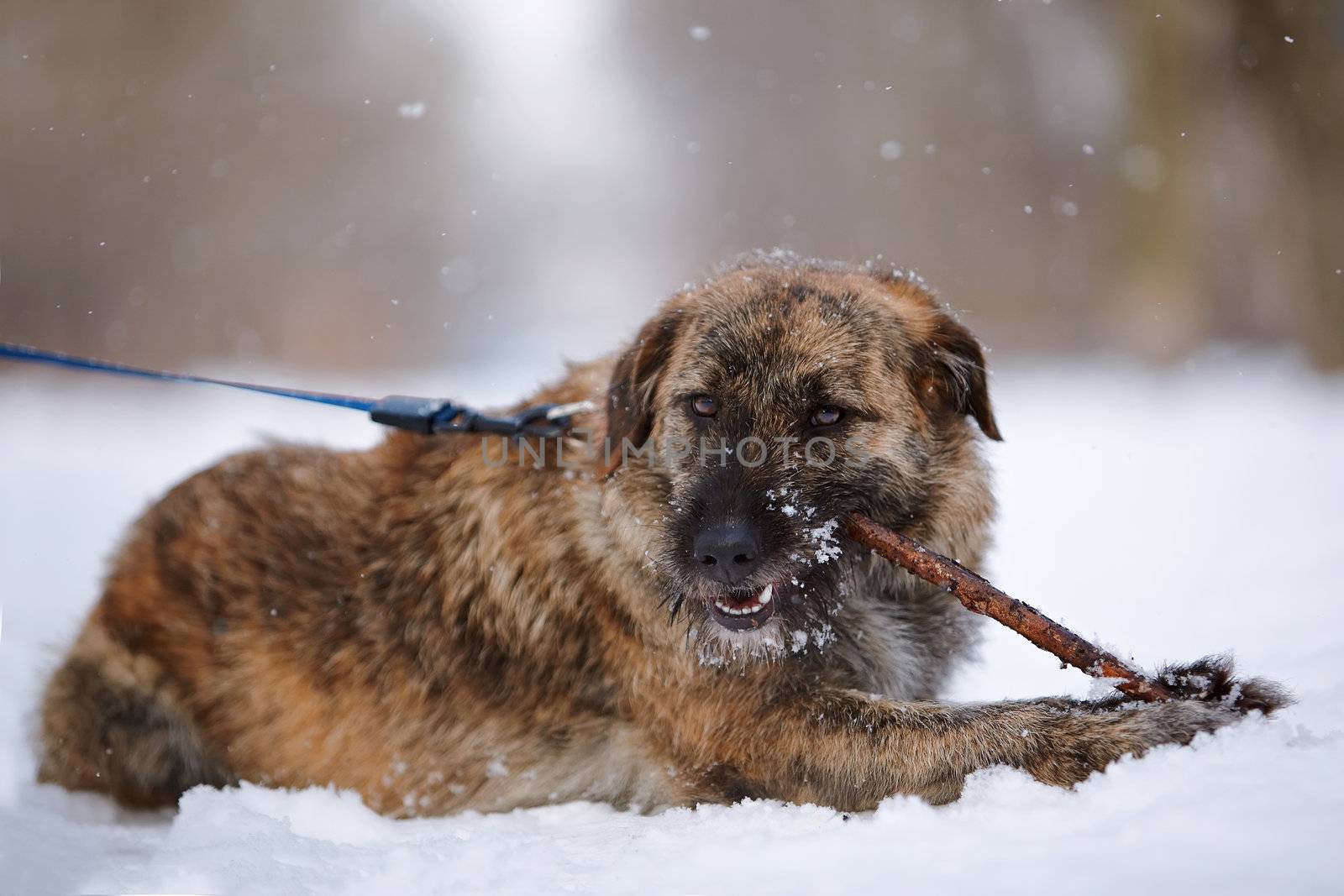 The shaggy mongrel gnaws a stick. Dog on snow.