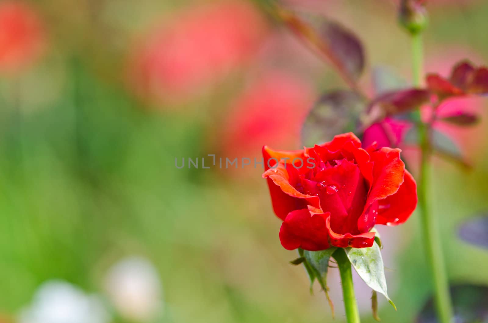 Red roses. Background.