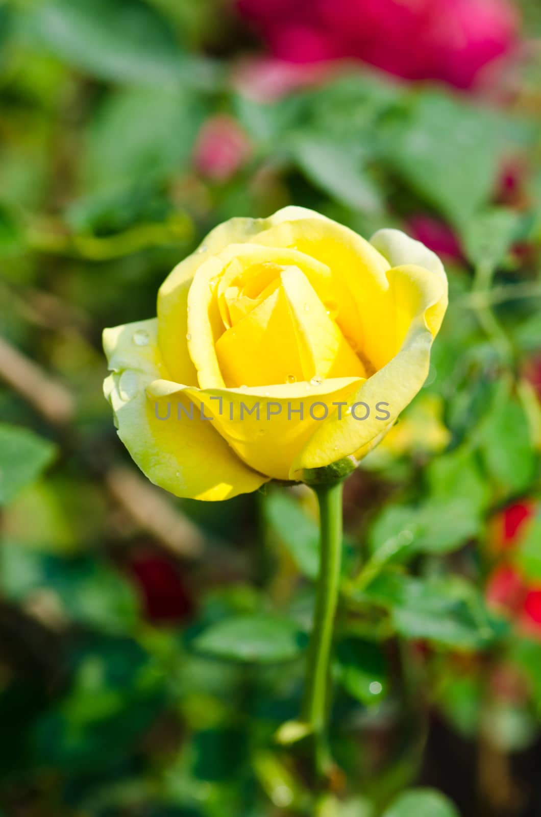 Yellow roses close up. Background.