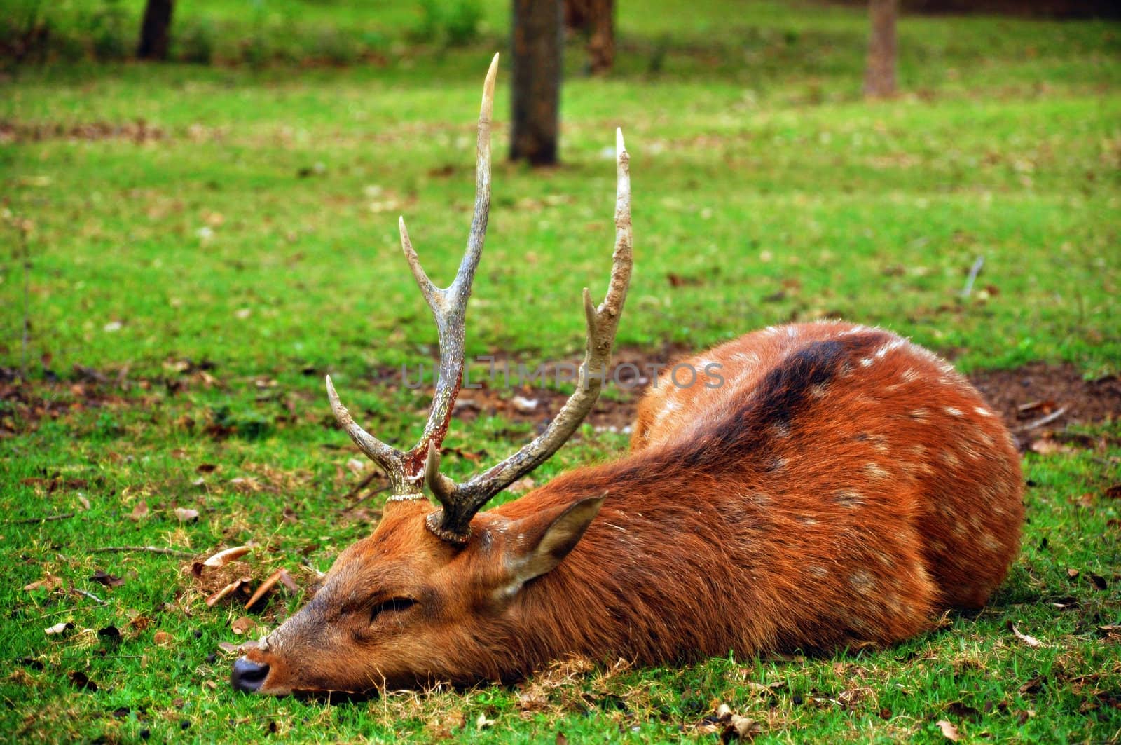 The sika deer inhabits temperate and subtropical woodlands, which often occupy areas suitable for farming and other human exploitation.