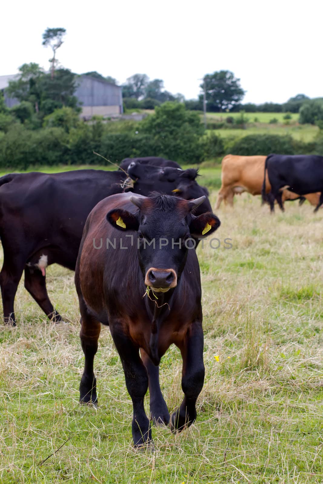 English cow grazing in the countryside