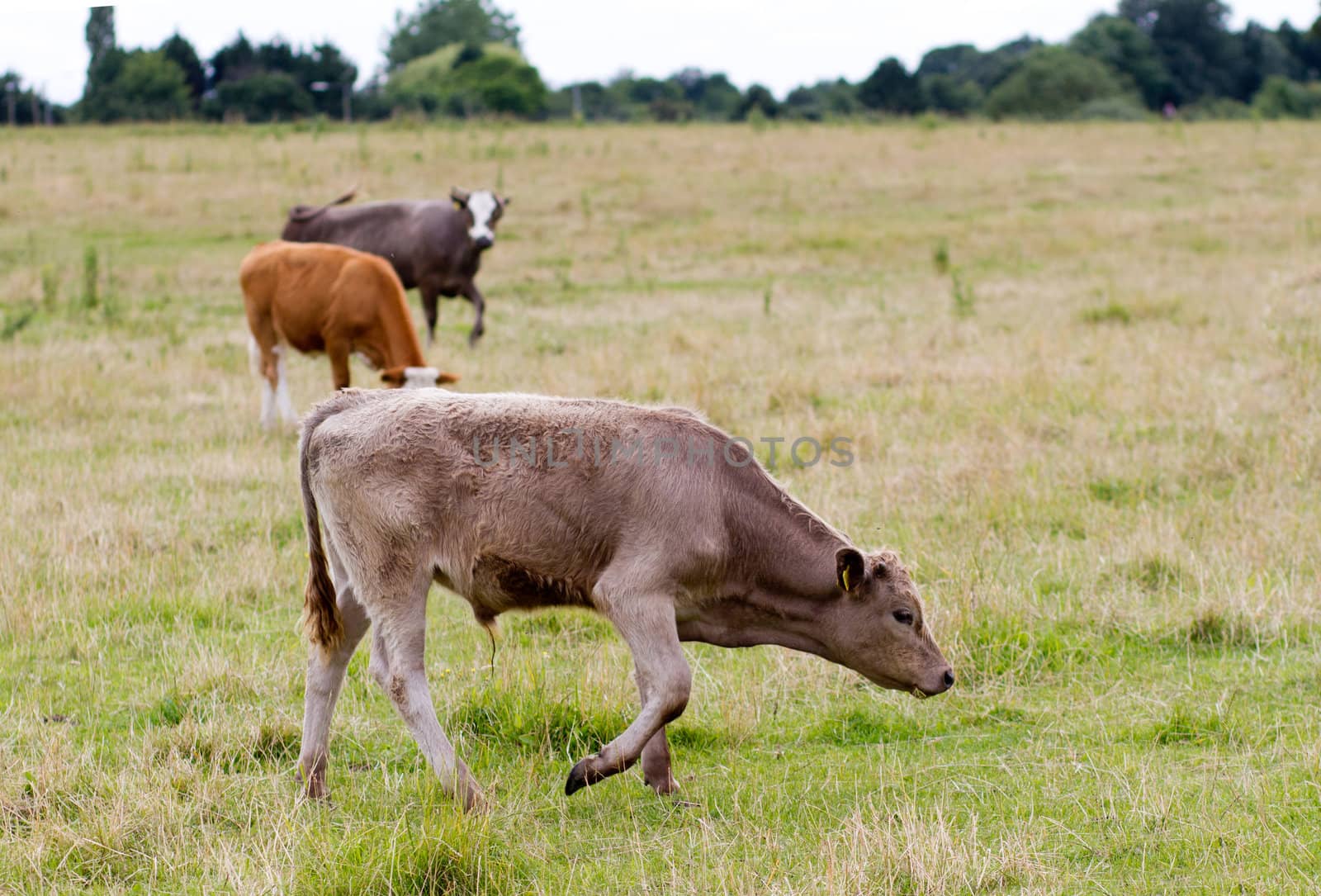 English cow grazing in the countryside