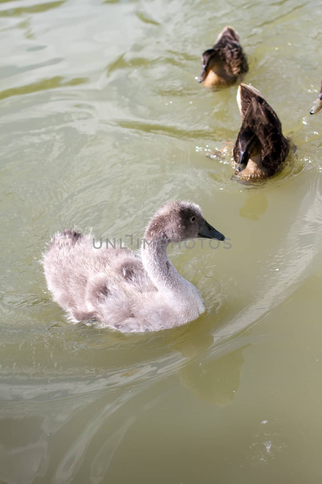 A young sygnet in a small lake