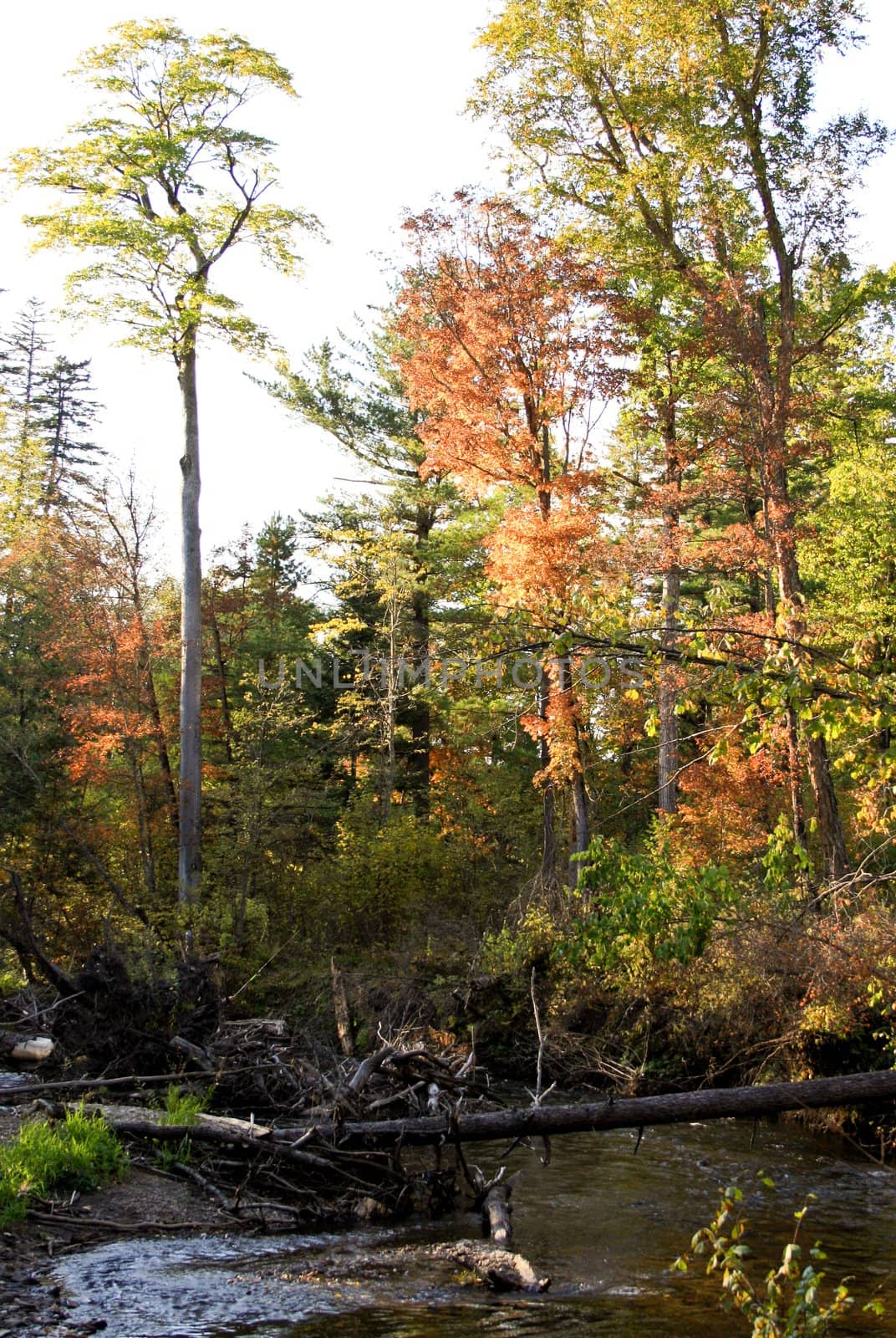 Old trees have fallen in the river and have created a dam