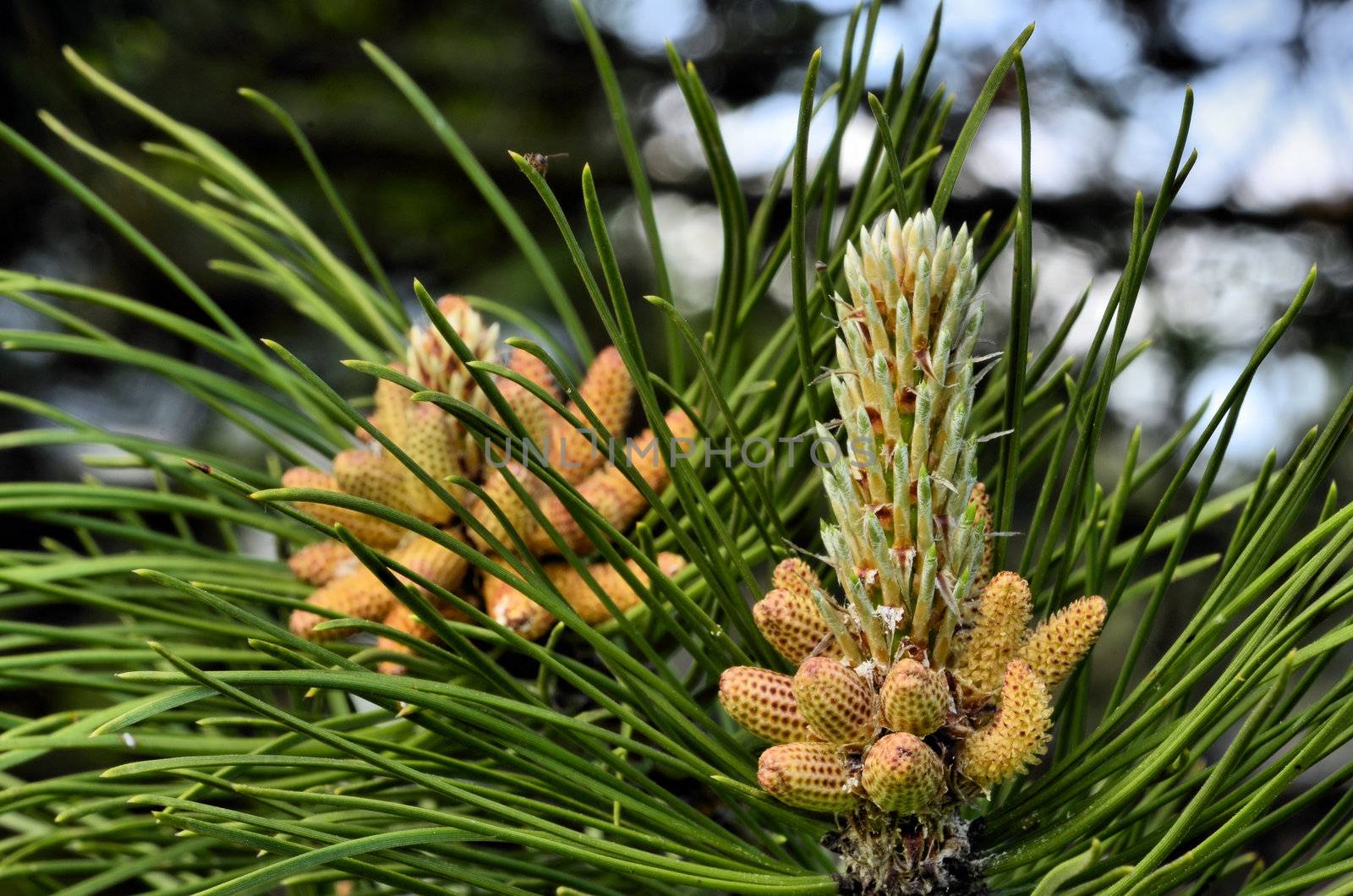 This photo present flowering black pine.