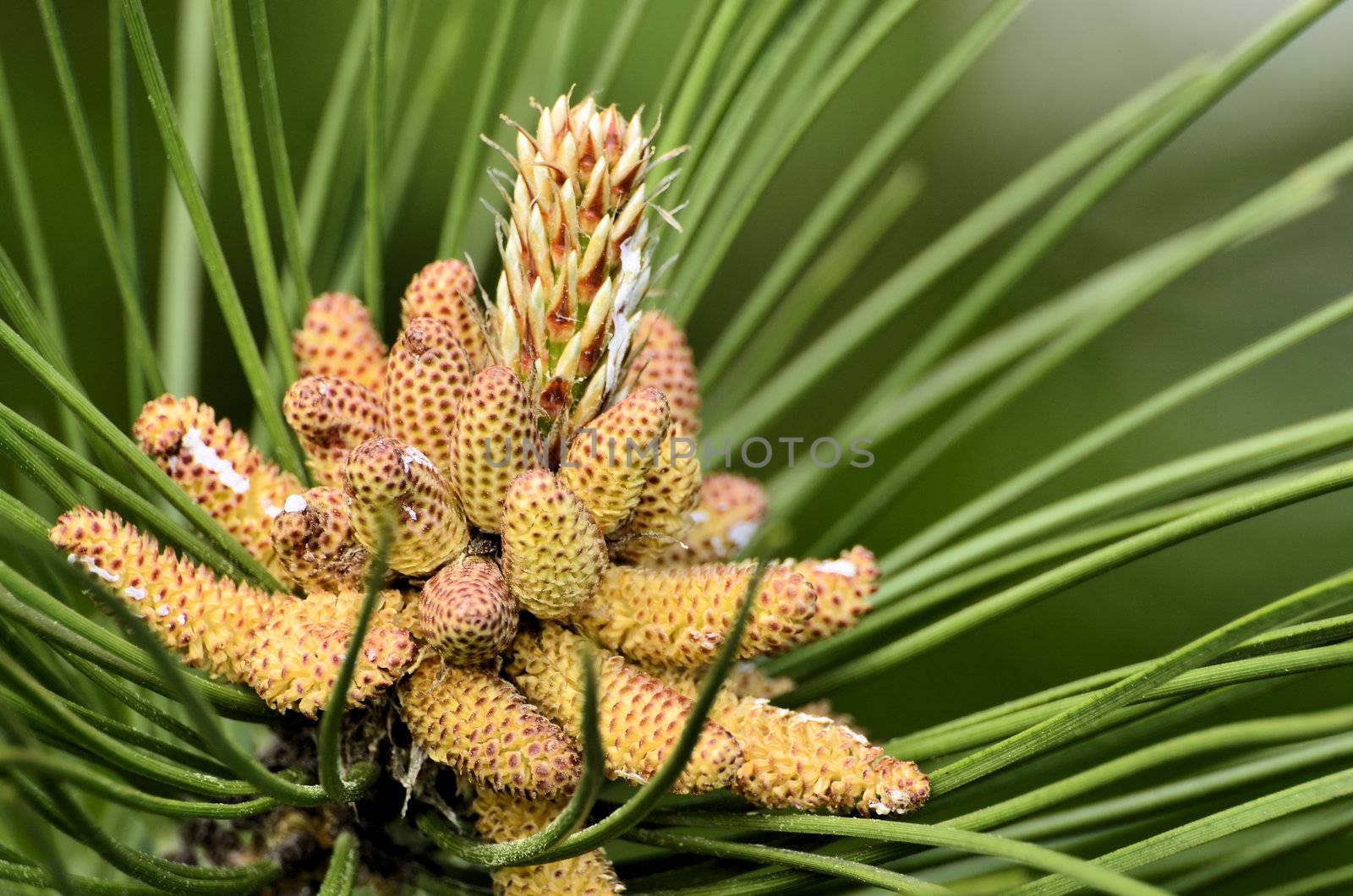 This photo present flowering black pine.