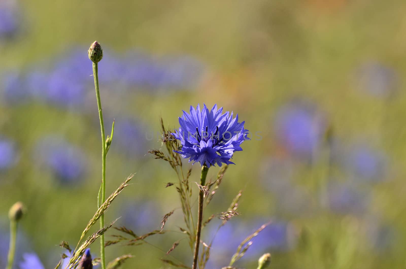 This photo present cornflower blooming on a blurred background cornflowers and grasses.