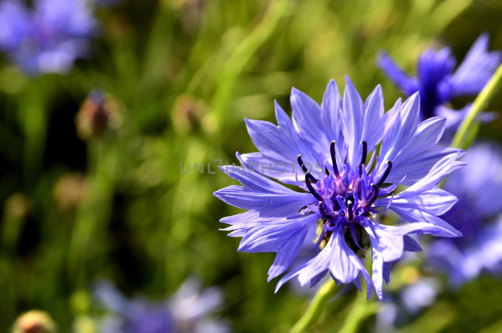 This photo present cornflower on the blurred background of meadows.