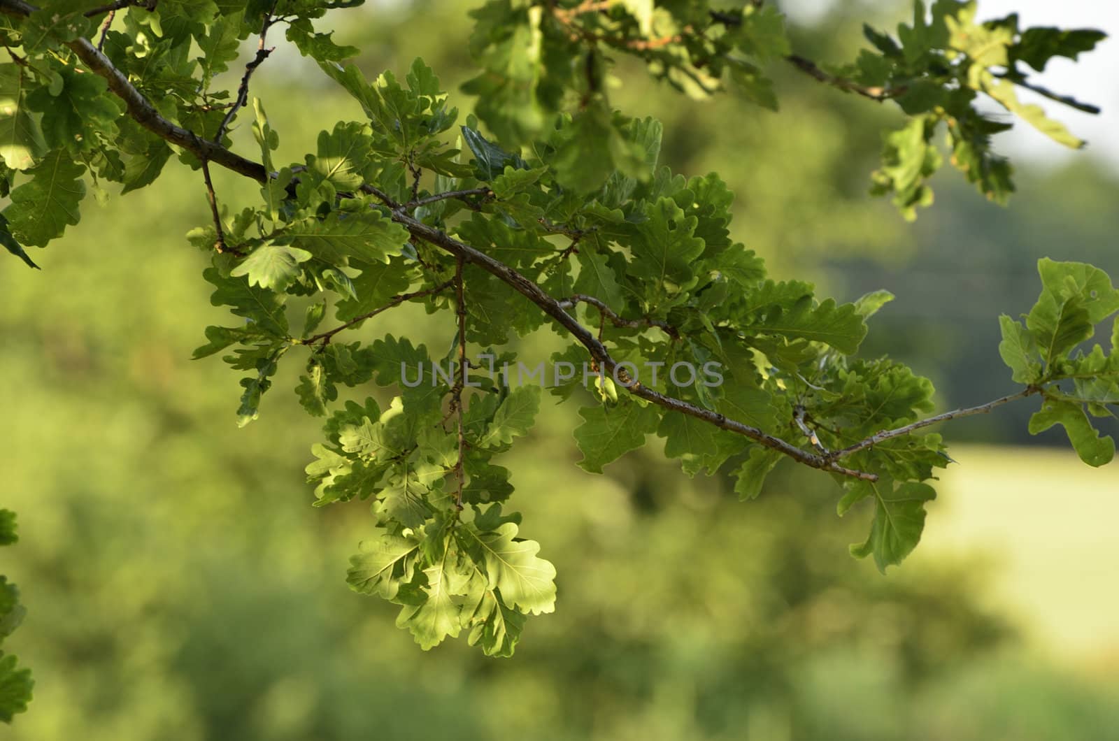 This photo present young oak leaves on a twig on blurry background of meadows