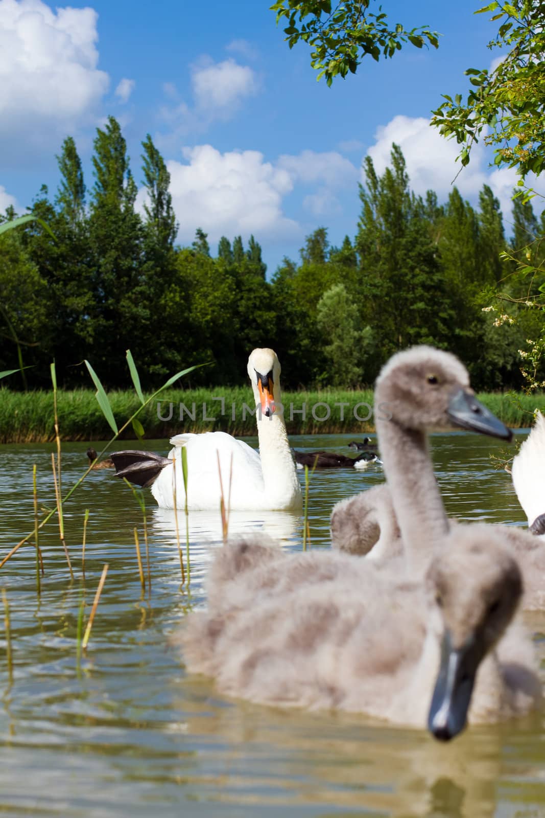A bright swan with her cygnets in tow