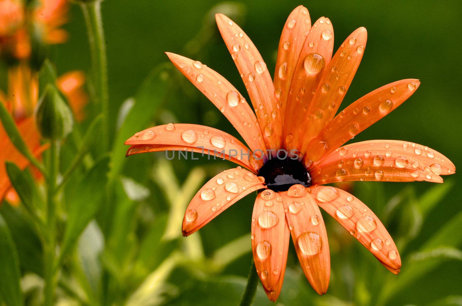 This photo present osteospermium flower after summer rain.