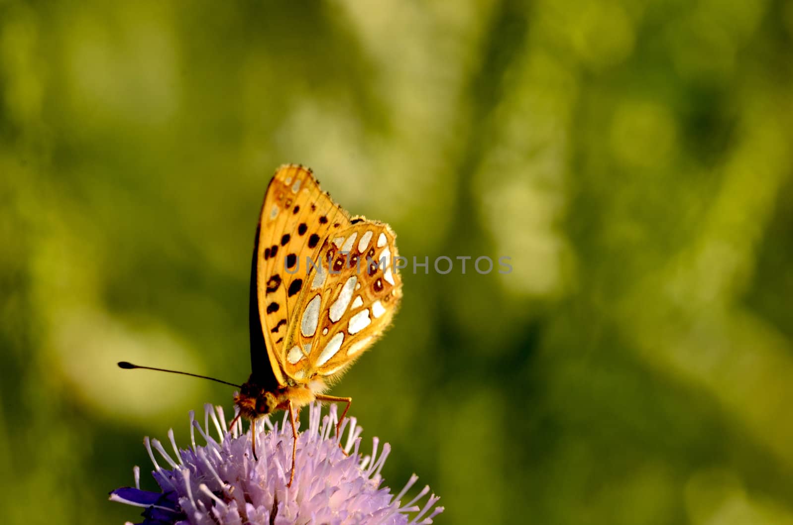 This photo present butterfly of the family Boloria on clover flower