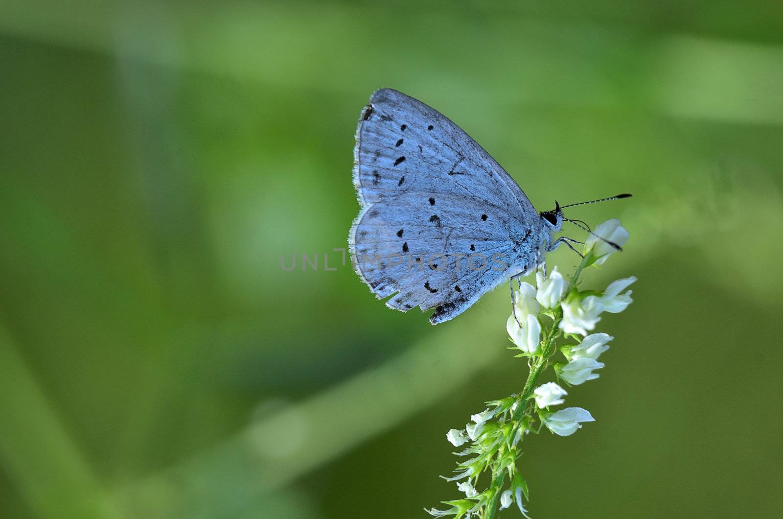 This photo present cupido minimus butterfly on a white flower.